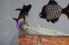 cruces2010rodalquilar16_small.jpg